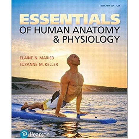Essentials of Human Anatomy & Physiology by Elaine N. Marieb